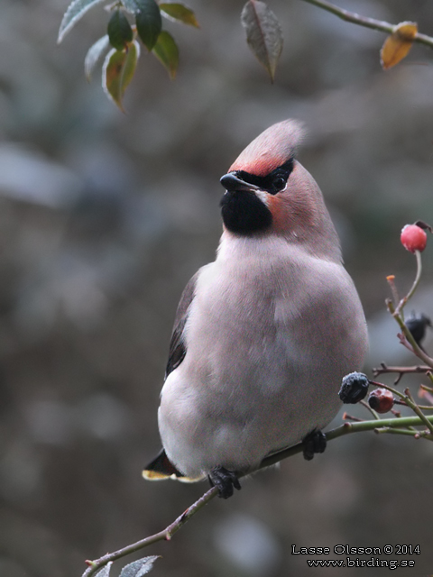 SIDENSVANS / BOHEMIAN WAXWING (Bombycilla garrulus) - stor bild / full size