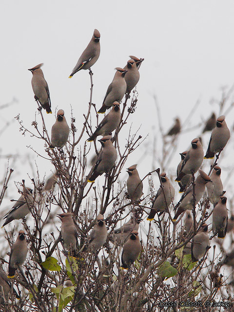 SIDENSVANS / BOHEMIAN WAXWING (Bombycilla garrulus)