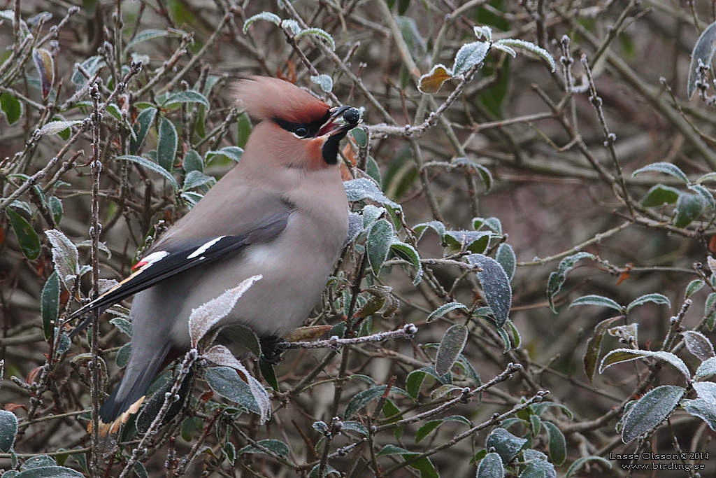 SIDENSVANS / BOHEMIAN WAXWING (Bombycilla garrulus) - Stng / Close