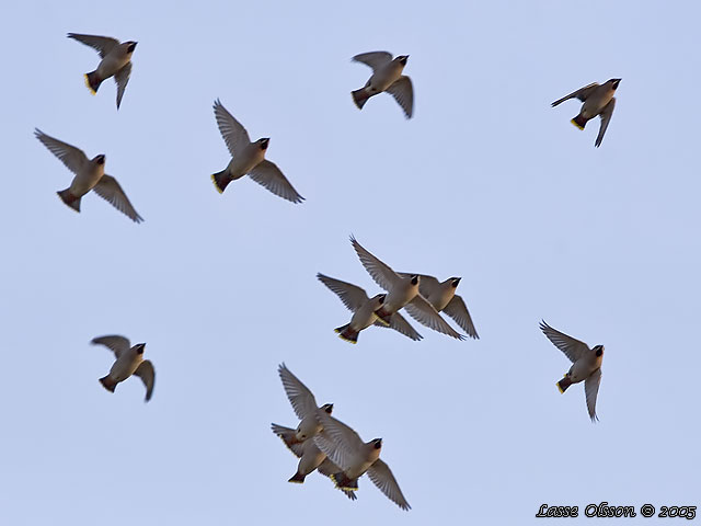 SIDENSVANS / BOHEMIAN WAXWING (Bombycilla garrulus)