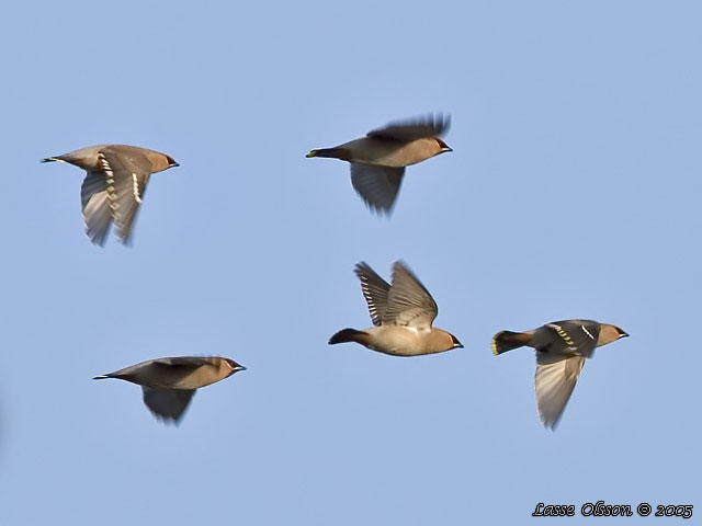 SIDENSVANS / BOHEMIAN WAXWING (Bombycilla garrulus)