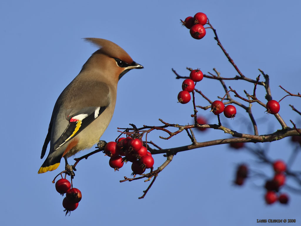 SIDENSVANS / BOHEMIAN WAXWING (Bombycilla garrulus) - Stng / Close