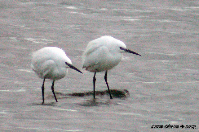 SILKESHGER / LITTLE EGRET (Egretta garzetta)