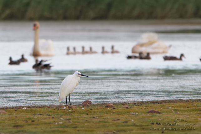 SILKESHÄGER / LITTLE EGRET (Egretta garzetta) - stor bild / full size