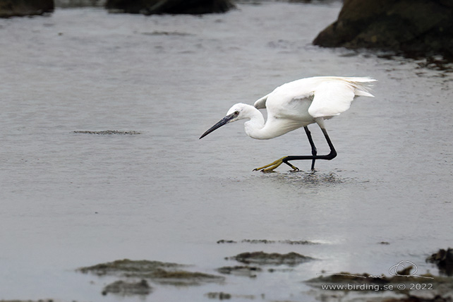 SILKESHÄGER / LITTLE EGRET (Egretta garzetta) - stor bild / full size