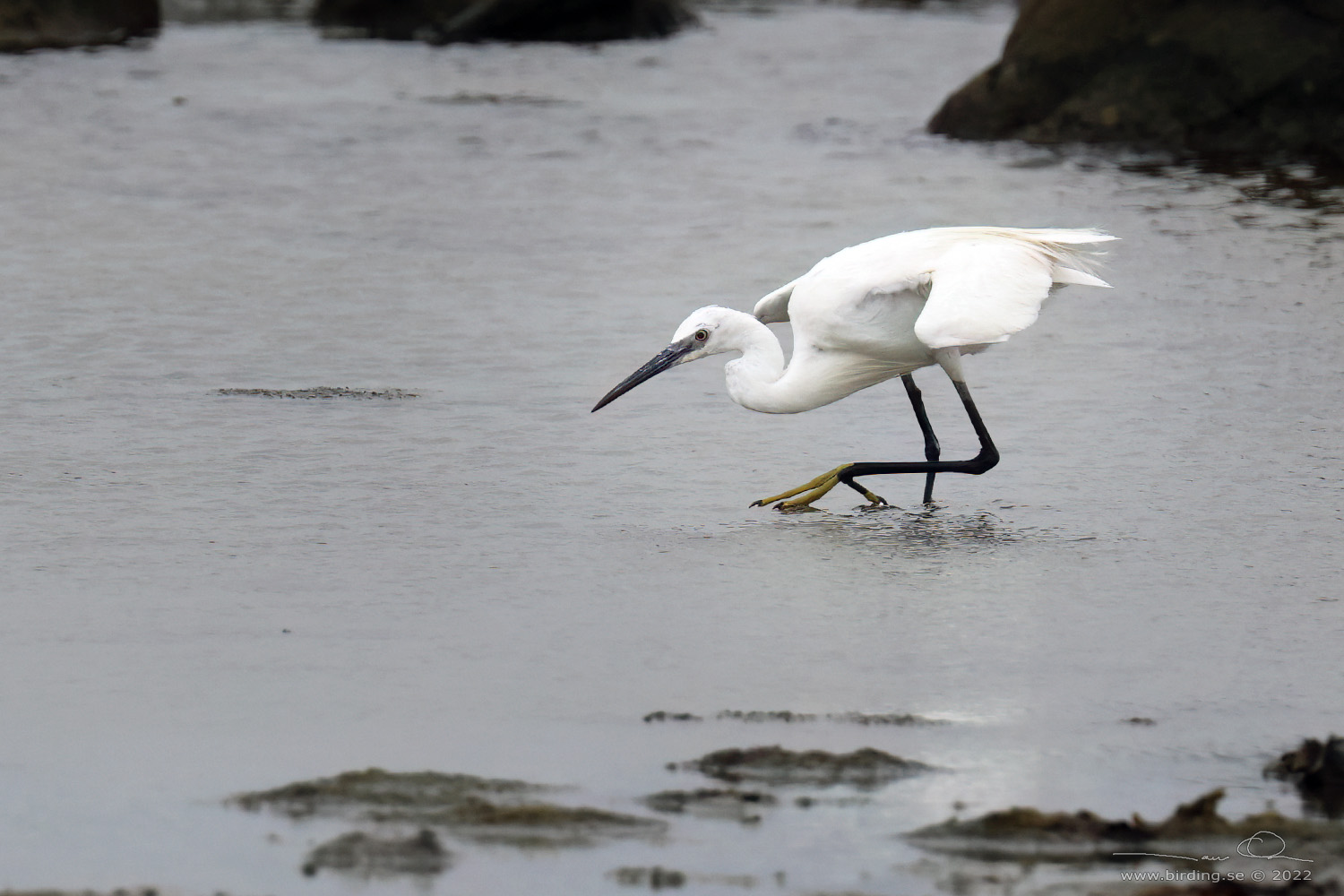 SILKESHGER / LITTLE EGRET (Egretta garzetta) - Stäng / Close