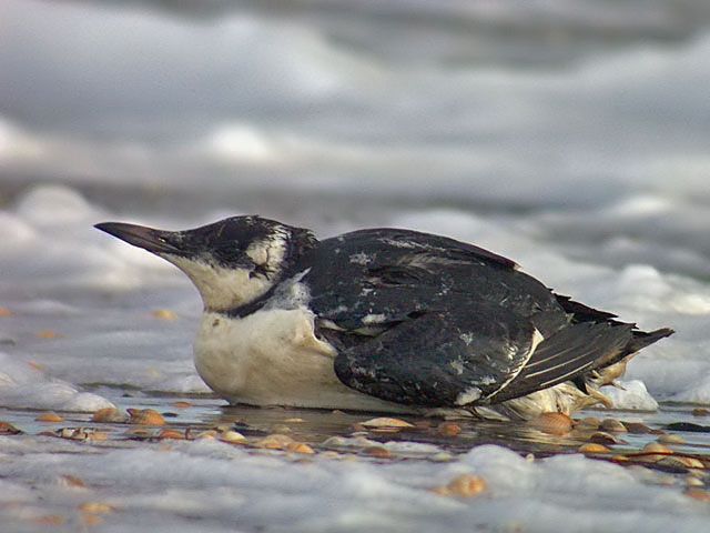 SILLGRISSLA / COMMON GUILLEMOT (Uria aalge)