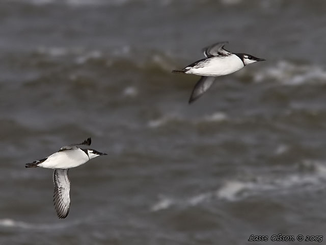 SILLGRISSLA / COMMON GUILLEMOT (Uria aalge)