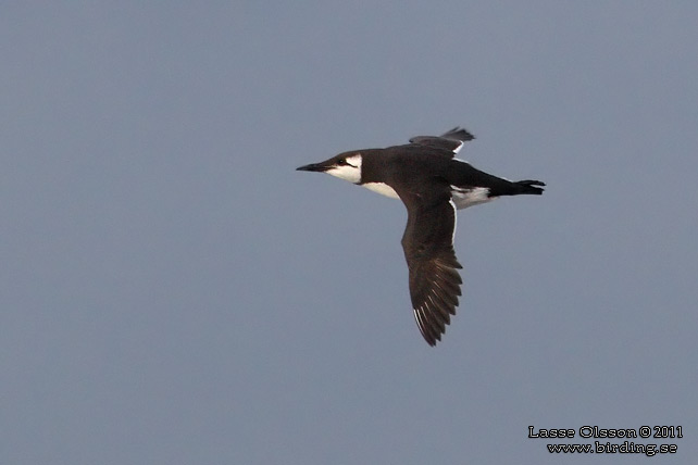 SILLGRISSLA / COMMON GUILLEMOT (Uria aalge) - stor bild / full size