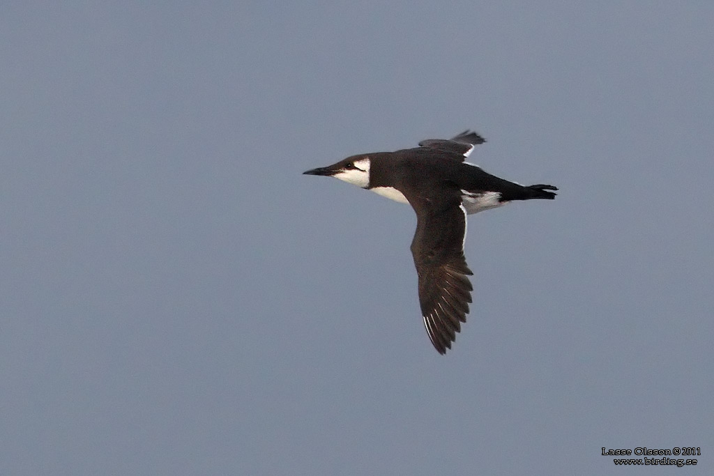 SILLGRISSLA / COMMON GUILLEMOT (Uria aalge) - Stäng / Close