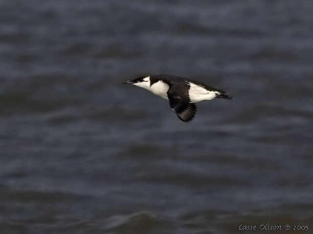 SILLGRISSLA / COMMON GUILLEMOT (Uria aalge)