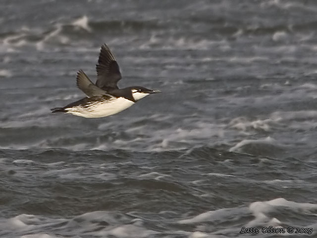 SILLGRISSLA / COMMON GUILLEMOT (Uria aalge)