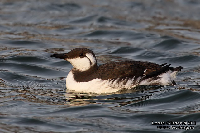 SILLGRISSLA / COMMON GUILLEMOT (Uria aalge)