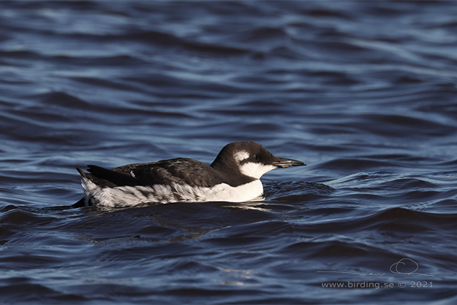 SILLGRISSLA / COMMON GUILLEMOT (Uria aalge)