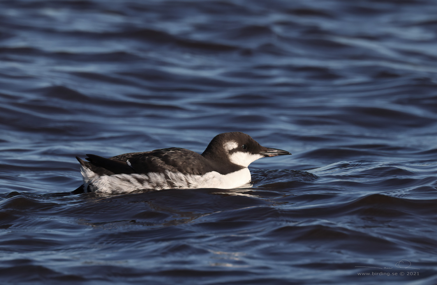 SILLGRISSLA / COMMON GUILLEMOT (Uria aalge) - Stäng / Close