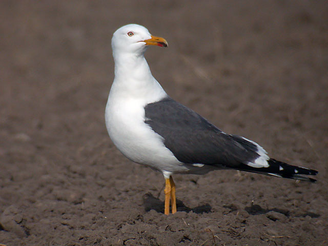 SILLTRUT / LESSER BLACK-BACKED GULL (Larus fuscus)