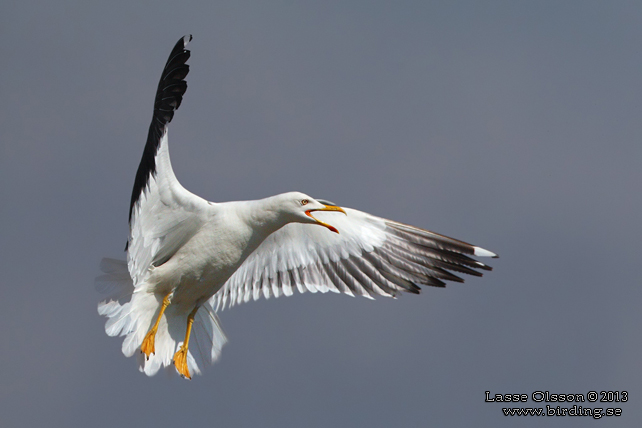 SILLTRUT / LESSER BLACK-BACKED GULL (Larus fuscus) - stor bild / full size