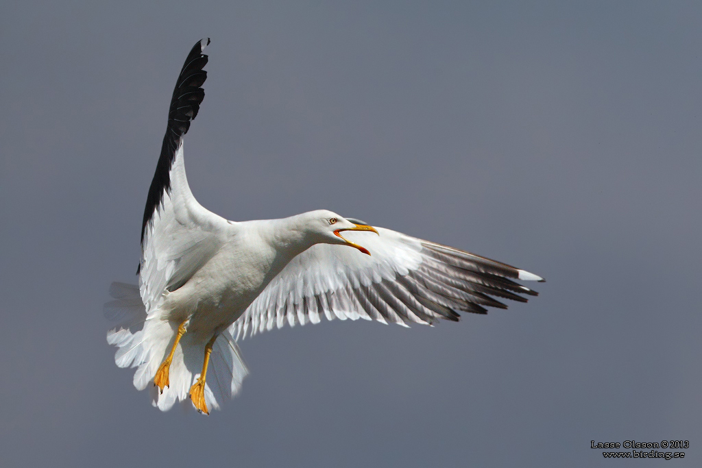 SILLTRUT / LESSER BLACK-BACKED GULL (Larus fuscus)  - Stng / Close