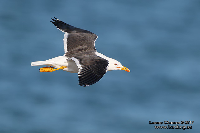 SILLTRUT / LESSER BLACK-BACKED GULL (Larus fuscus) - stor bild / full size