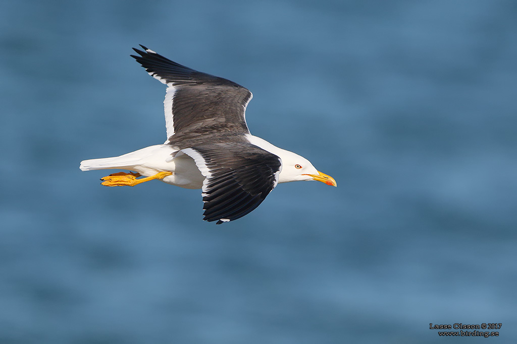 SILLTRUT / LESSER BLACK-BACKED GULL (Larus fuscus)  - Stng / Close