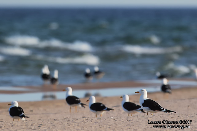 SILLTRUT / LESSER BLACK-BACKED GULL (Larus fuscus) - stor bild / full size