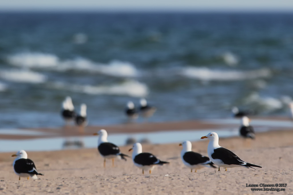 SILLTRUT / LESSER BLACK-BACKED GULL (Larus fuscus)  - Stng / Close