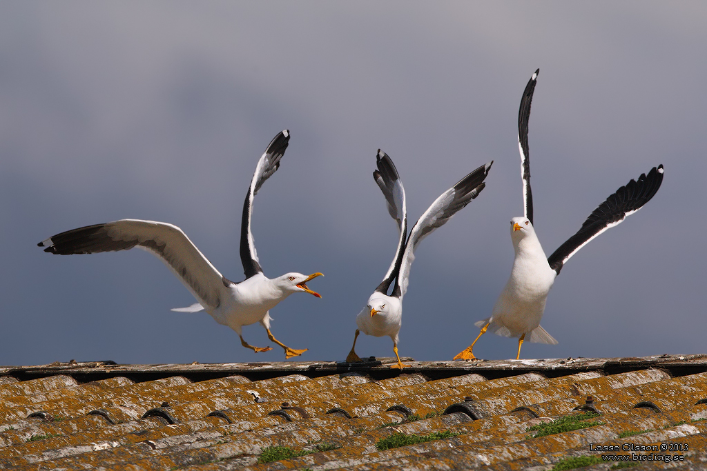 SILLTRUT / LESSER BLACK-BACKED GULL (Larus fuscus)  - Stng / Close