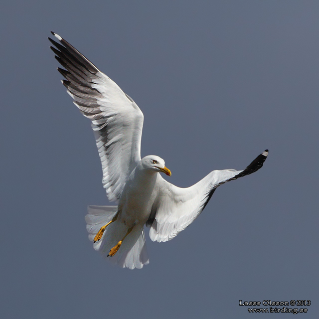 SILLTRUT / LESSER BLACK-BACKED GULL (Larus fuscus) - stor bild / full size