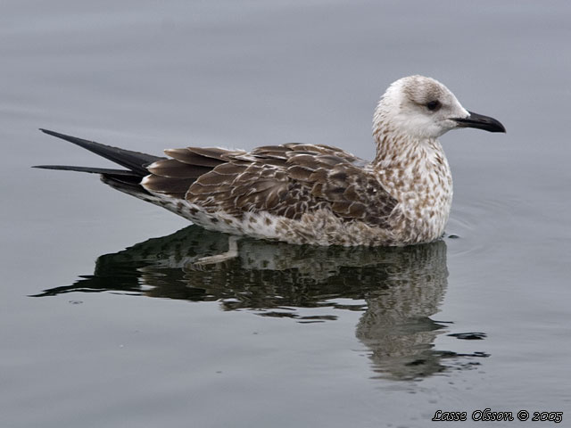 SILLTRUT / LESSER BLACK-BACKED GULL (Larus fuscus)