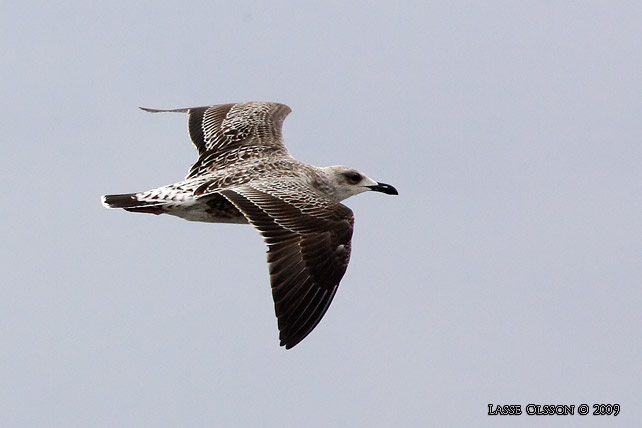 SILLTRUT / LESSER BLACK-BACKED GULL (Larus fuscus) - stor bild / full size