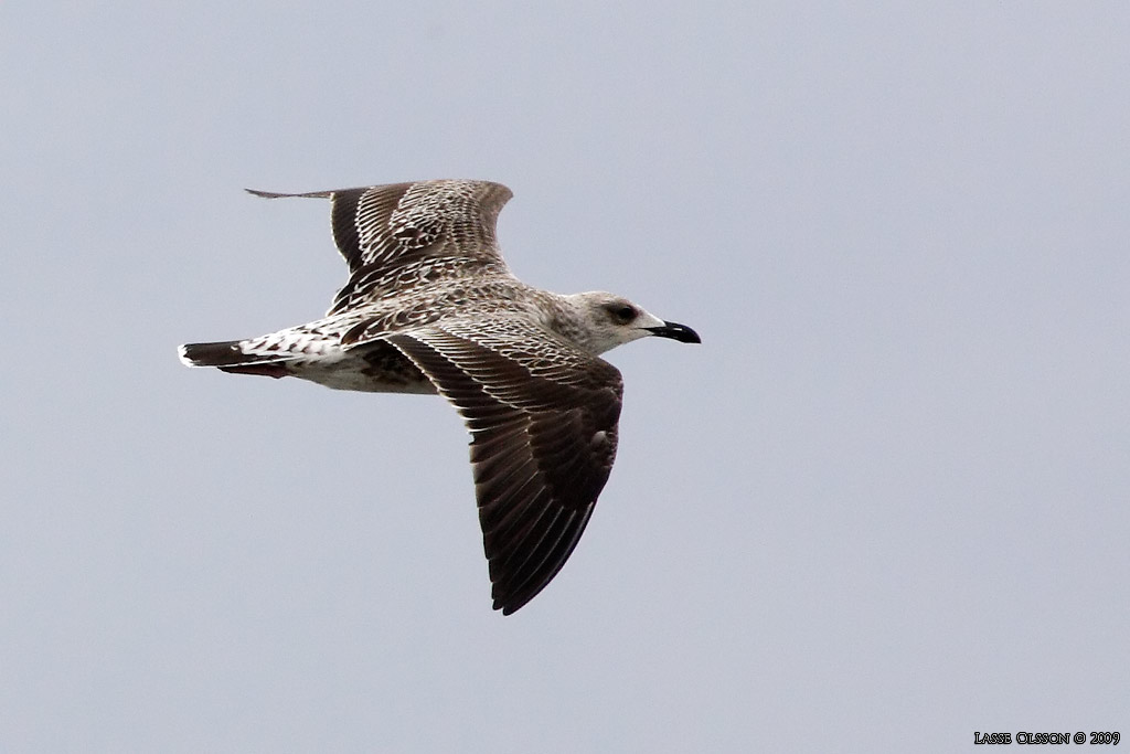 SILLTRUT / LESSER BLACK-BACKED GULL (Larus fuscus)  - Stng / Close