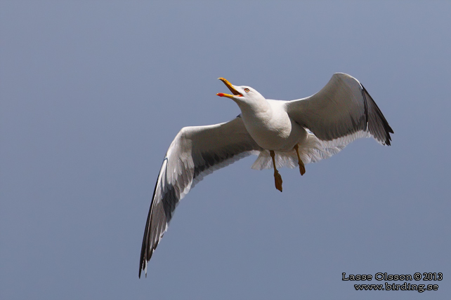 SILLTRUT / LESSER BLACK-BACKED GULL (Larus fuscus) - stor bild / full size