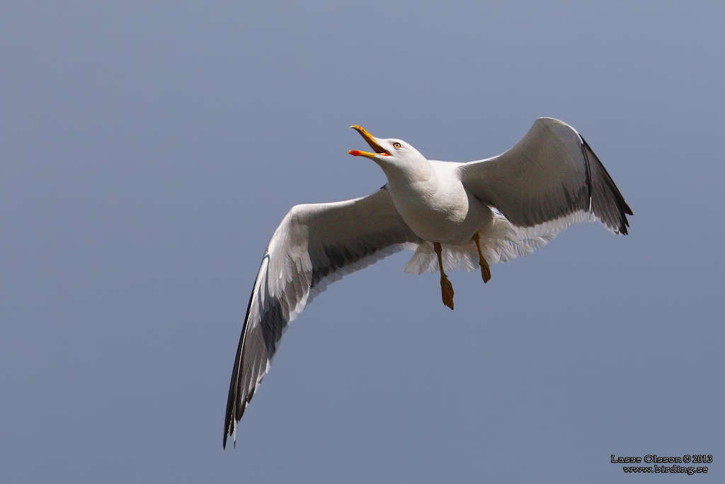 SILLTRUT / LESSER BLACK-BACKED GULL (Larus fuscus)  - Stng / Close