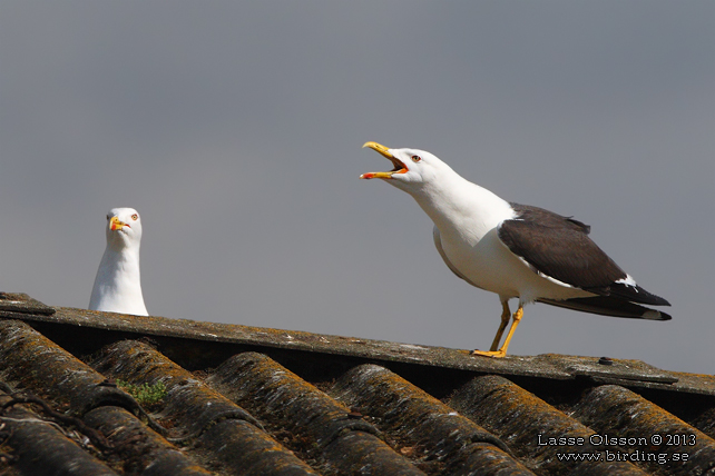 SILLTRUT / LESSER BLACK-BACKED GULL (Larus fuscus) - stor bild / full size