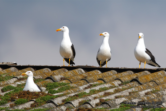 SILLTRUT / LESSER BLACK-BACKED GULL (Larus fuscus) - stor bild / full size