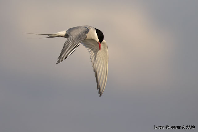 SILVERTRNA / ARCTIC TERN (Sterna paradisea) - stor bild / full size