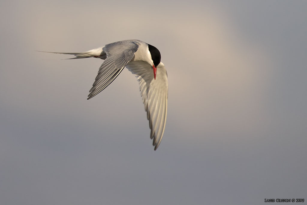 SILVERTRNA / ARCTIC TERN (Sterna paradisea) - Stng / Close