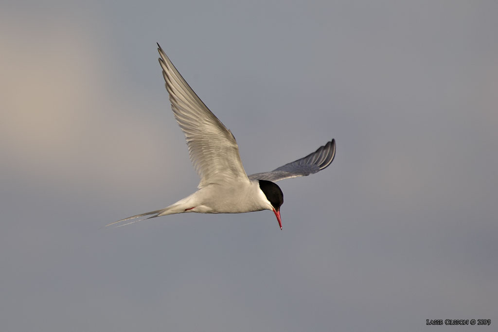 SILVERTRNA / ARCTIC TERN (Sterna paradisea) - Stng / Close