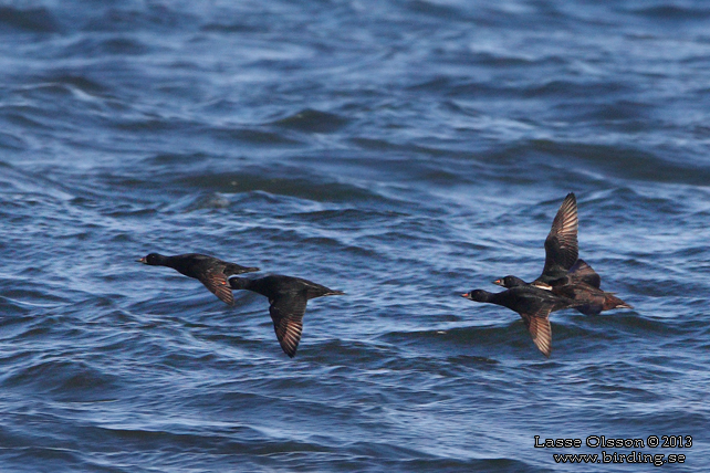 SJÖORRE / COMMON SCOTER (Melanitta nigra) - stor bild / full size