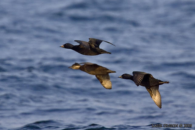 SJORRE / COMMON SCOTER (Melanitta nigra) - stor bild / full size