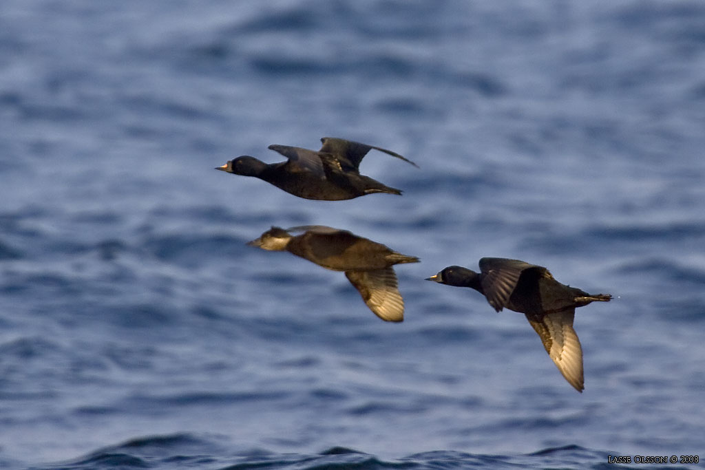 SJORRE / COMMON SCOTER (Melanitta nigra) - Stng / Close