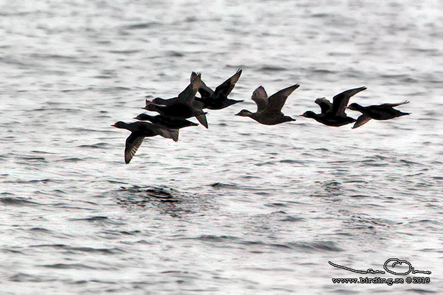 SJÖORRE / COMMON SCOTER (Melanitta nigra) - stor bild / full size