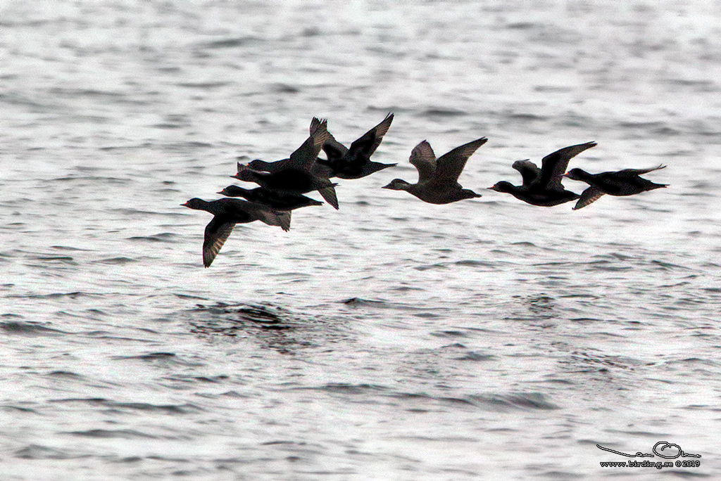 SJORRE / COMMON SCOTER (Melanitta nigra) - Stng / Close