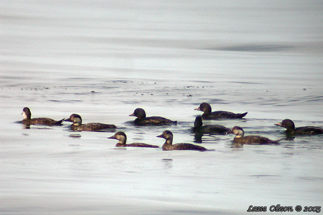 SJORRE / COMMON SCOTER (Melanitta nigra)