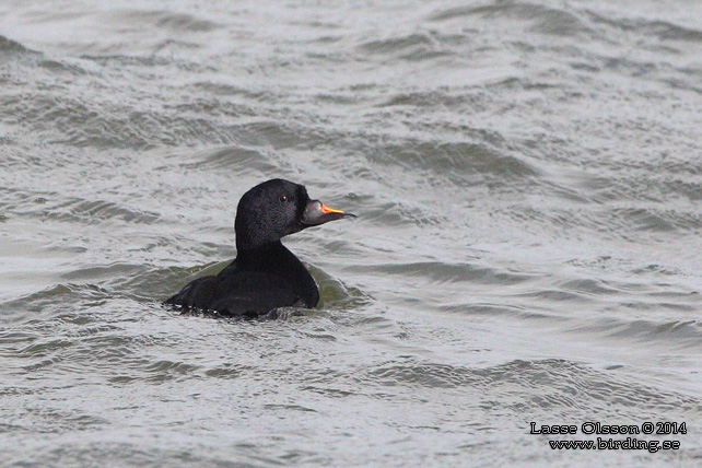 SJÖORRE / COMMON SCOTER (Melanitta nigra) - stor bild / full size