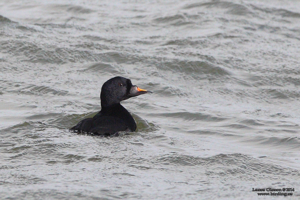 SJORRE / COMMON SCOTER (Melanitta nigra) - Stng / Close