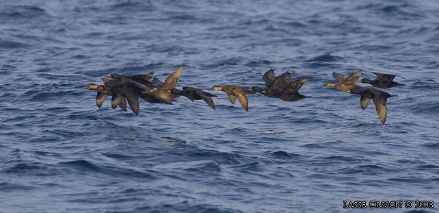 SJORRE / COMMON SCOTER (Melanitta nigra) - stor bild / full size