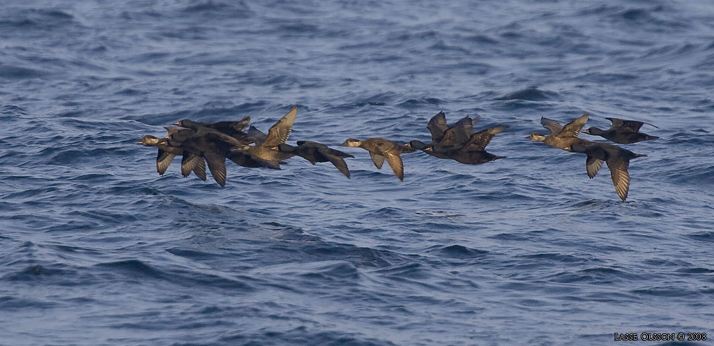 SJORRE / COMMON SCOTER (Melanitta nigra) - Stng / Close