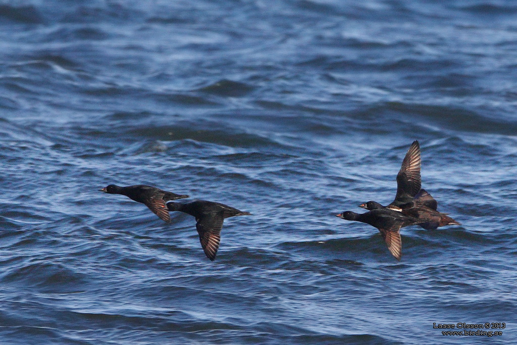 SJORRE / COMMON SCOTER (Melanitta nigra) - Stng / Close