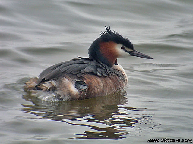 SKGGDOPPING / GREAT CRESTED GREBE (Podiceps cristatus)